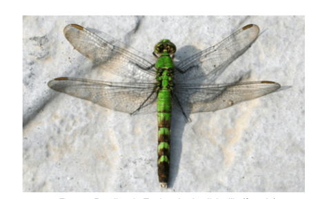 Screen Shot 2015-08-20 at 8.57.17 AM