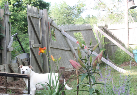 Screen Shot 2016-08-17 at 11.37.54 AM