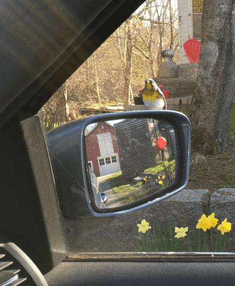 Screen Shot 2017-05-12 at 5.22.34 PM